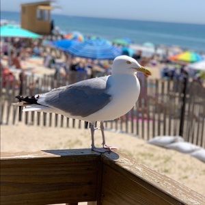 Meet your Posher, Lynn